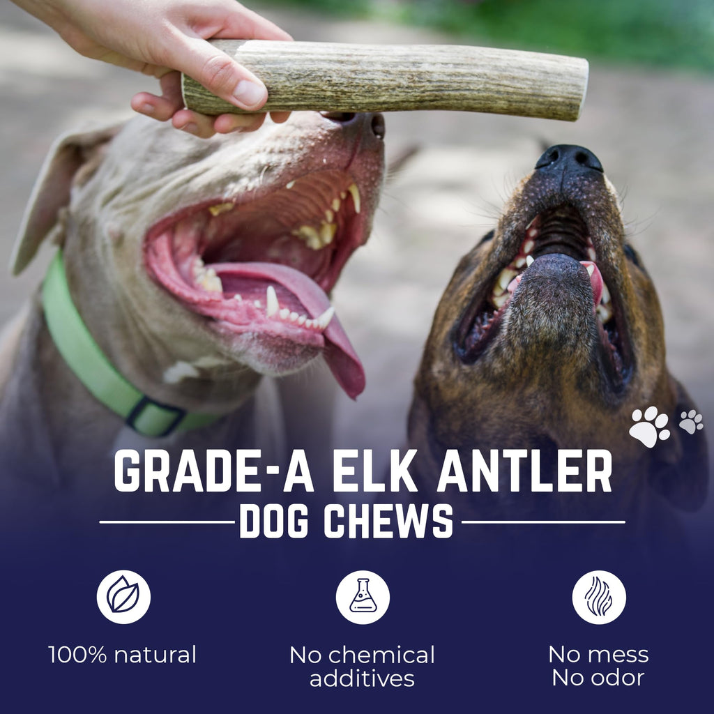 Whole Elk Antlers for Dogs Jumbo Z726567