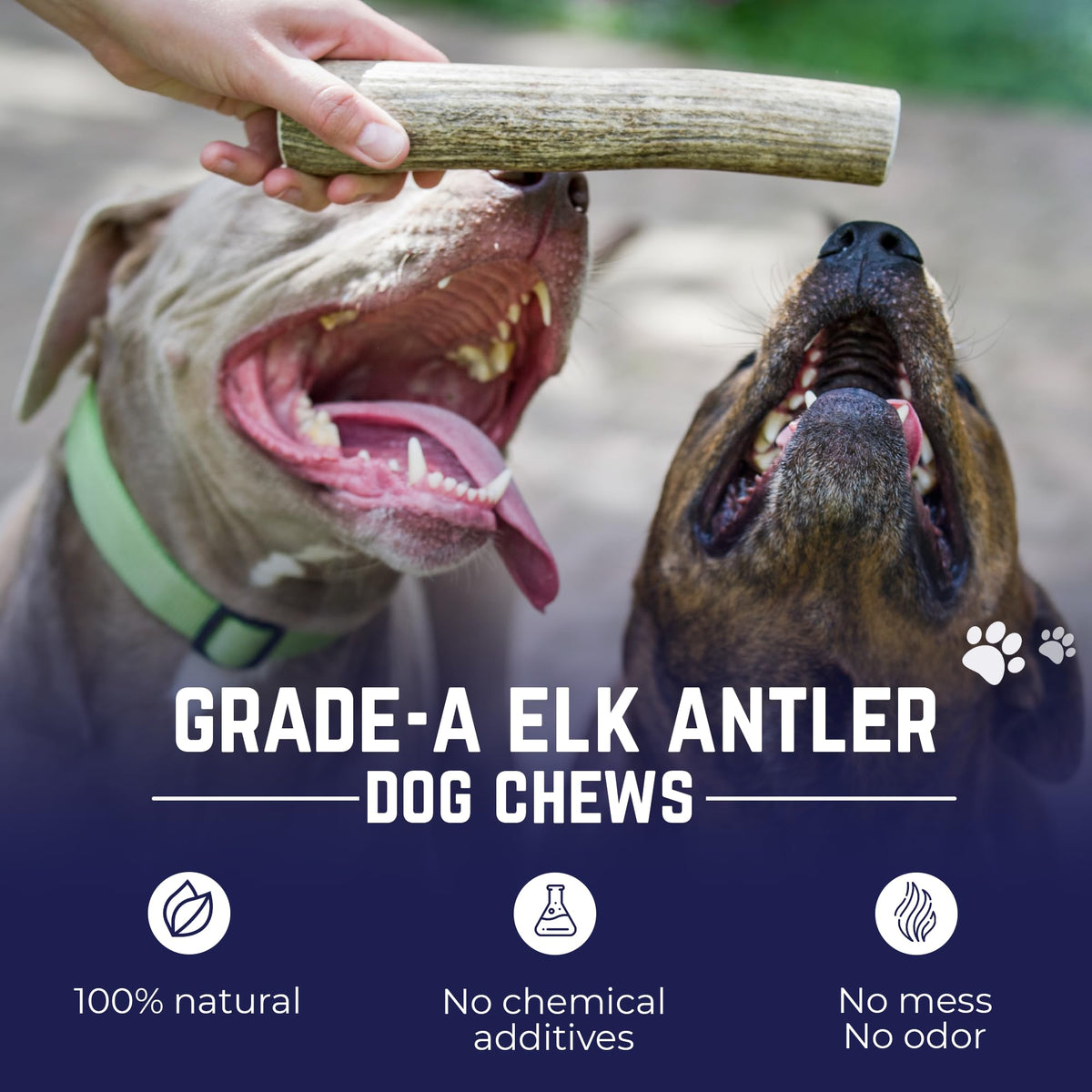 Whole Elk Antlers for Dogs Jumbo Z726567