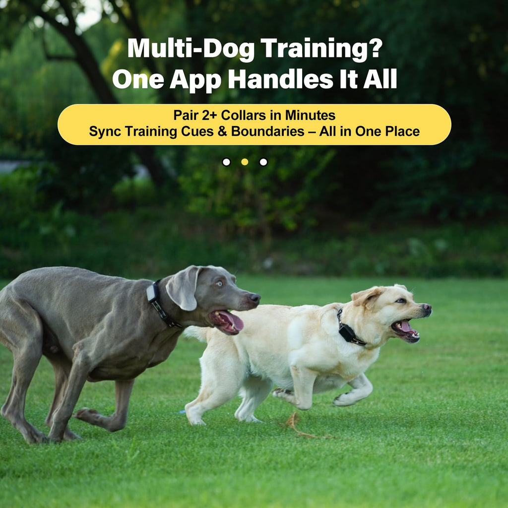 Wireless Dog Collar Fence System with Remote Training T462149