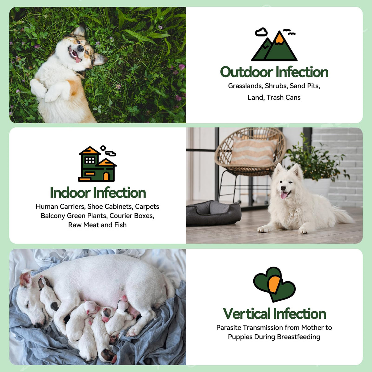 Flea and Tick Prevention for Dogs X920837