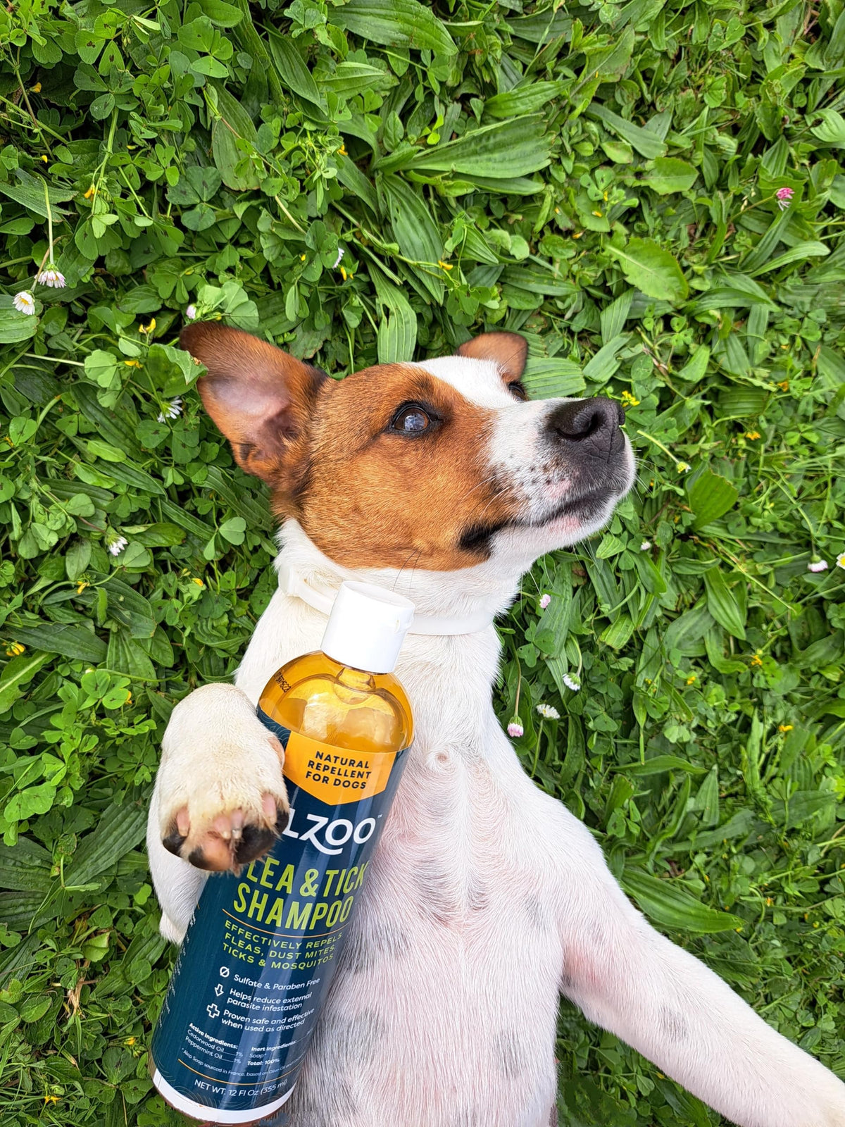 Plant Based Flea and Tick Repellent Dog Shampoo 12 Fl. Oz. Y413178